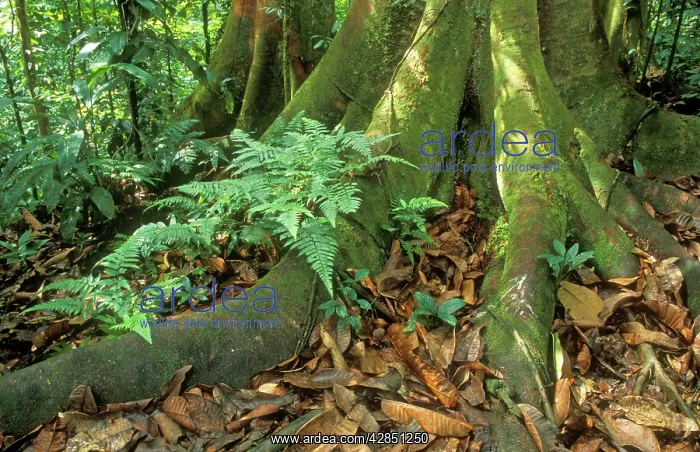 : RAINFOREST - Buttress and Surface roots : RAINFOREST - Buttress and Surface roots