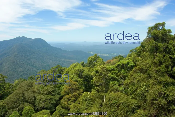 : Rainforest canopy - view over the canopy of a subtropical : Rainforest canopy - view over the canopy of a subtropical