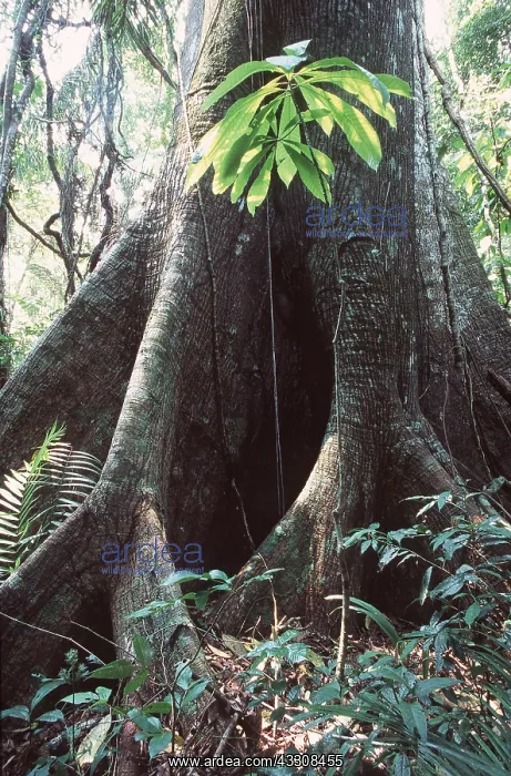 : RAINFOREST - Ceiba Tree Buttress : RAINFOREST - Ceiba Tree Buttress
