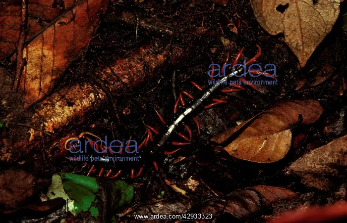 : A rainforest centipede : A rainforest centipede