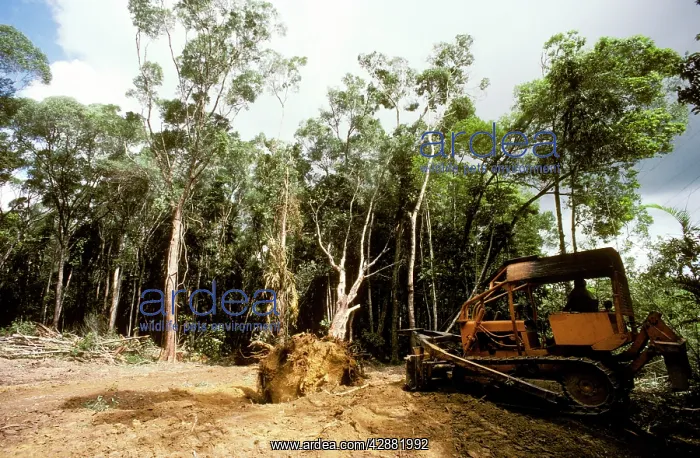: Rainforest cleared for private use (housing) : Rainforest cleared for private use (housing)