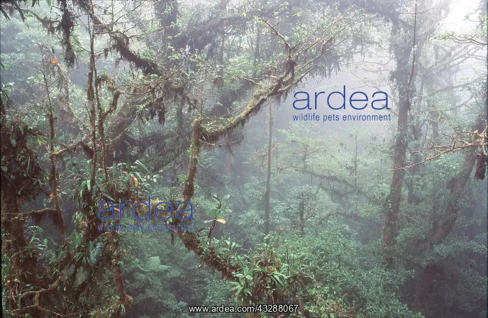 : RAINFOREST - Cloud Forest : RAINFOREST - Cloud Forest