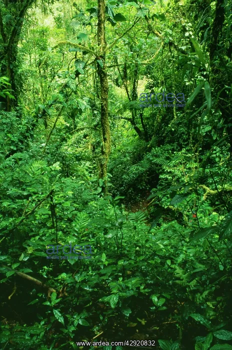 : Rainforest - Cloud forest where cloud bathes the : Rainforest - Cloud forest where cloud bathes the