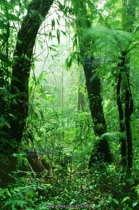 : Rainforest - Continuous dampening the rich vegetation : Rainforest - Continuous dampening the rich vegetation