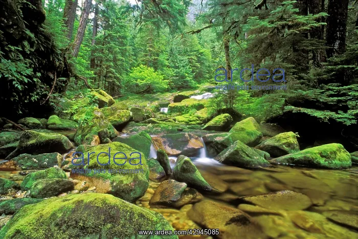 : Rainforest - creek in Northern temperate Rainforest : Rainforest - creek in Northern temperate Rainforest