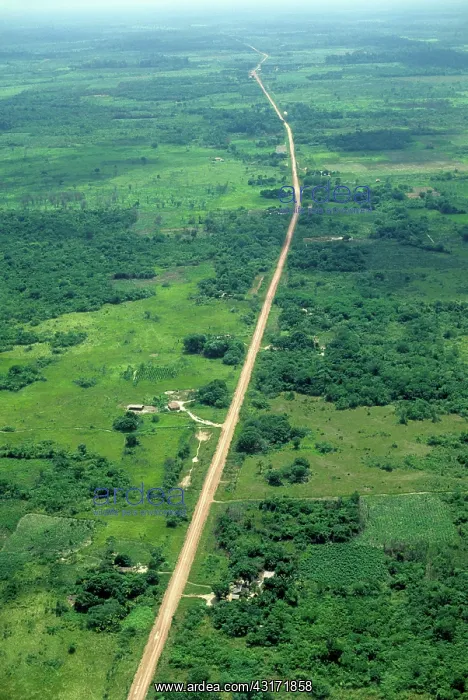  : Rainforest destruction
