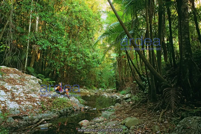 : Rainforest - Ecotourist enjoys the natural subtropical : Rainforest - Ecotourist enjoys the natural subtropical