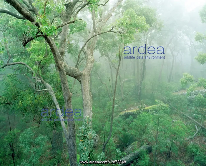 : Rainforest - Eucalyptus and Angophora floribunda : Rainforest - Eucalyptus and Angophora floribunda
