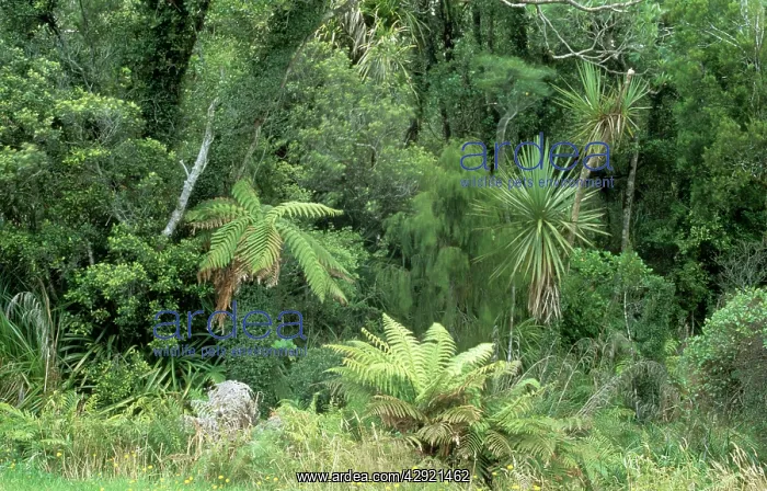  : RAINFOREST - evidence of low cloud and very damp