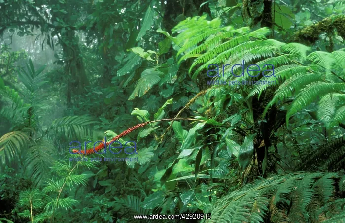  : Rainforest - Flowering bromeliad
