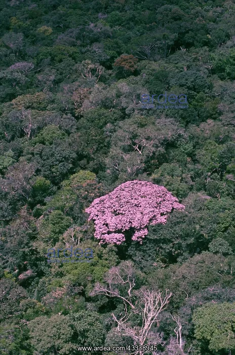 : Rainforest - flowering couratari crown emergent : Rainforest - flowering couratari crown emergent