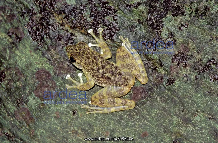 : Rainforest frog, Malaysia : Rainforest frog, Malaysia