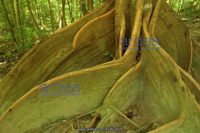 : rainforest giant - impressive specimen of a Tulip : rainforest giant - impressive specimen of a Tulip