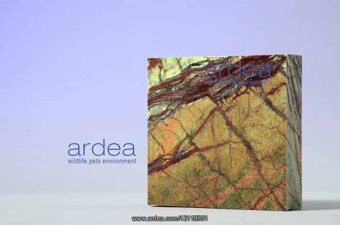 : Rainforest Green Marble : Rainforest Green Marble
