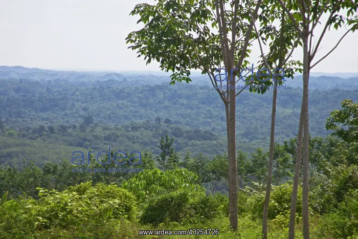 : Rainforest, Gunung Leuser National Park : Rainforest, Gunung Leuser National Park