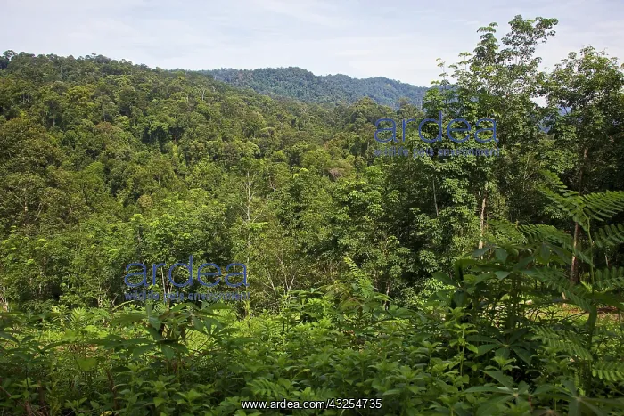 : Rainforest, Gunung Leuser National Park : Rainforest, Gunung Leuser National Park