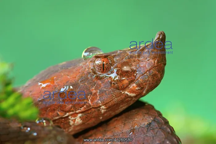 : Rainforest hognosed pitviper (Porthidium nasutum) : Rainforest hognosed pitviper (Porthidium nasutum)