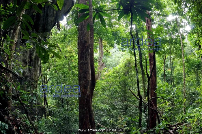  : Rainforest and huge limestone rocks are typical