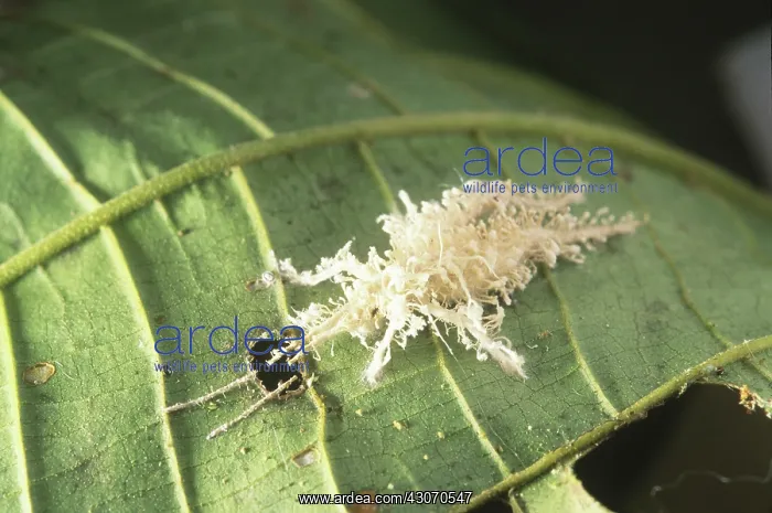 : Rainforest insect killed by fungus : Rainforest insect killed by fungus