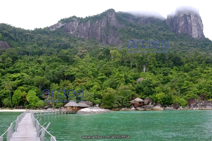 : Rainforest, a jetty and a wooden cabins of the : Rainforest, a jetty and a wooden cabins of the