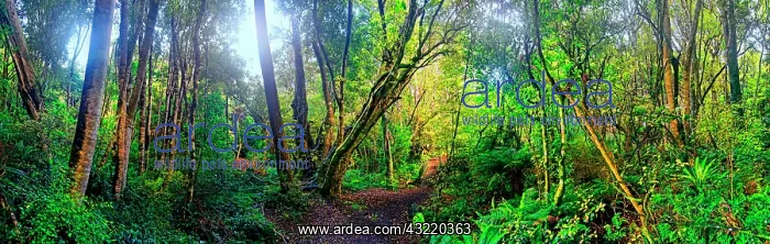 : rainforest, Kaka Point Scenic Reserve, The Catlins : rainforest, Kaka Point Scenic Reserve, The Catlins
