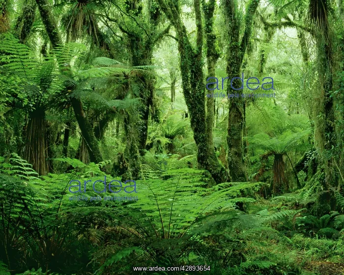 : RAINFOREST, Kamahi tree ferns in Westland National Park : RAINFOREST, Kamahi tree ferns in Westland National Park