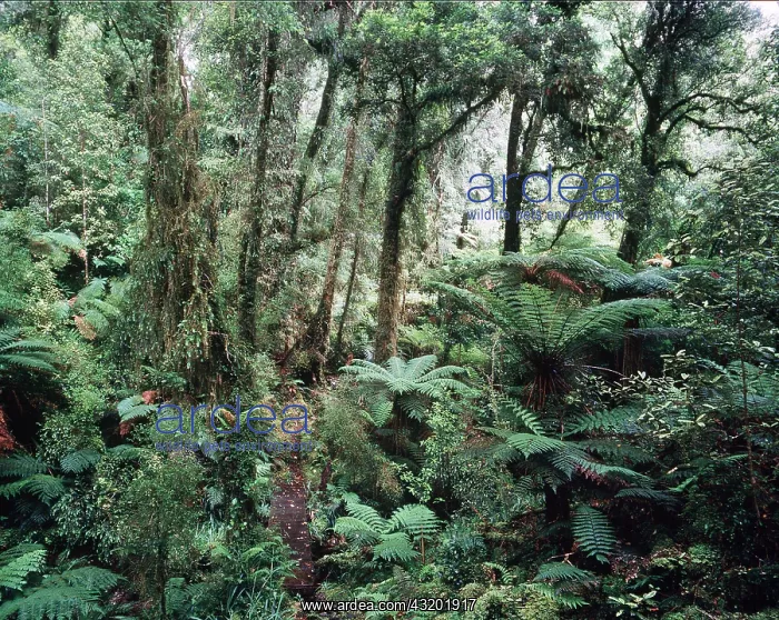  : RAINFOREST - Kamahi Trees