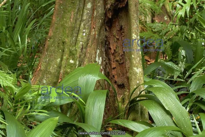 : Rainforest, Kula Eco Park, Coral Coast : Rainforest, Kula Eco Park, Coral Coast