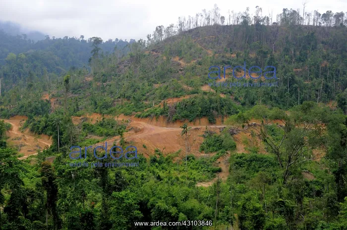 : Rainforest Logging : Rainforest Logging