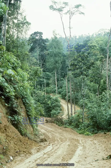 : Rainforest logging road : Rainforest logging road