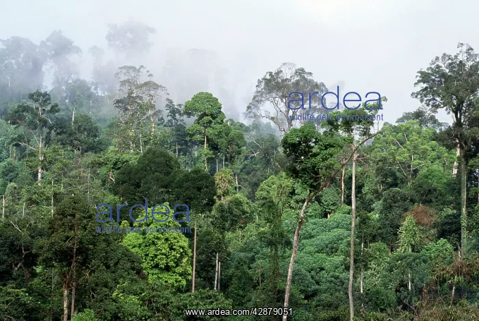 : Rainforest - lowland dipterocarp, morning mist : Rainforest - lowland dipterocarp, morning mist