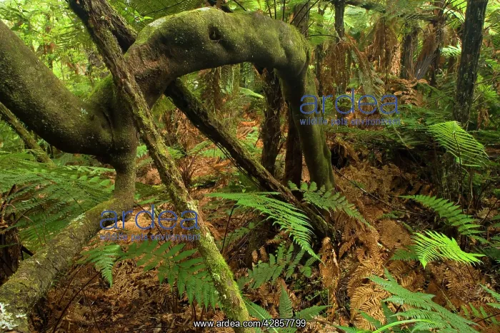 : Rainforest - lush temperate rainforest with ferns : Rainforest - lush temperate rainforest with ferns