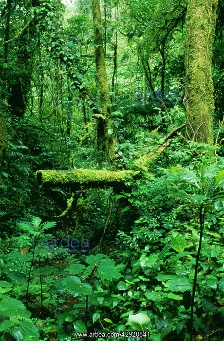 : Rainforest - mixed lush vegetation at Monteverde : Rainforest - mixed lush vegetation at Monteverde