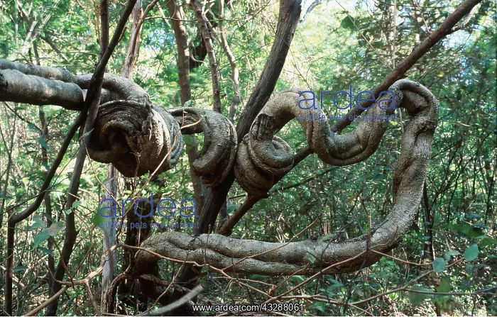 : RAINFOREST - Monkey ladder vine. As the plant matures : RAINFOREST - Monkey ladder vine. As the plant matures
