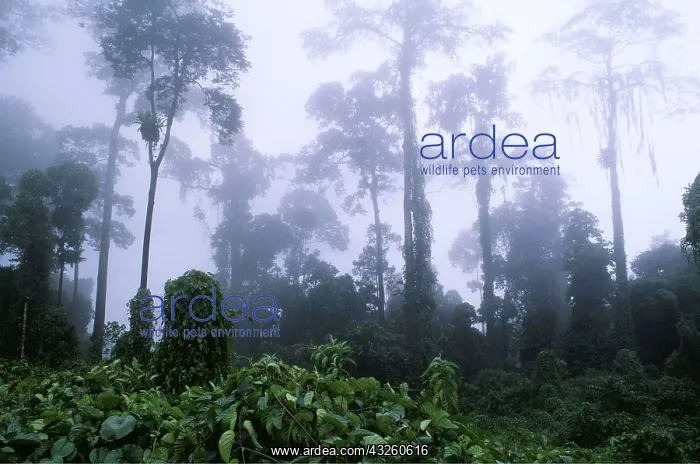  : RAINFOREST - morning mist