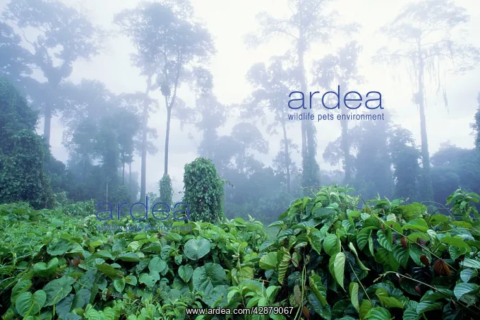 : Rainforest - morning mist, Lowland Dipterocarp : Rainforest - morning mist, Lowland Dipterocarp