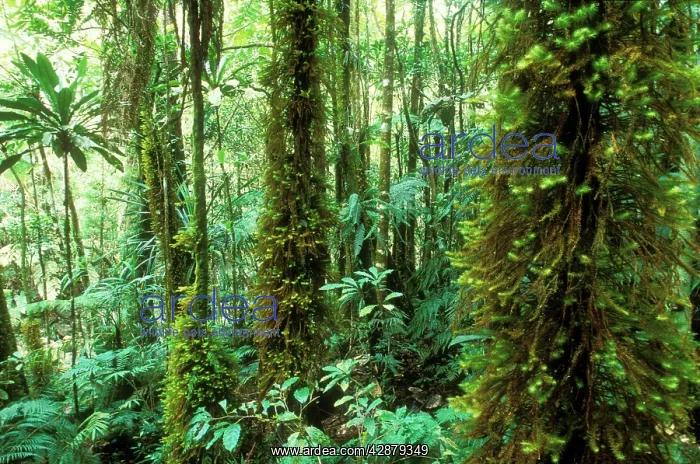  : RAINFOREST - NEW CALEDONIA. Moss (Spindens vieillardii)