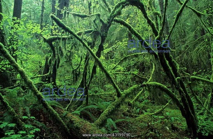 : Rainforest in the Olympic National Park, Washington : Rainforest in the Olympic National Park, Washington
