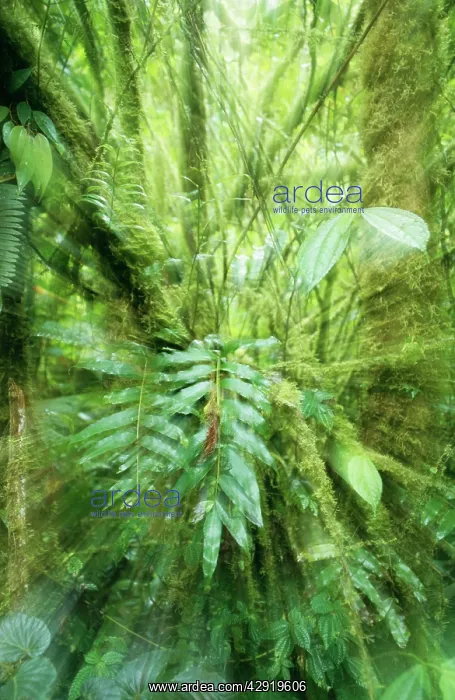 : Rainforest - Orosi Valley, Purisil Private Reserve : Rainforest - Orosi Valley, Purisil Private Reserve