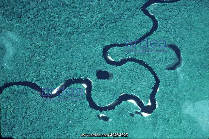 : RAINFOREST - with Ox-bow river : RAINFOREST - with Ox-bow river