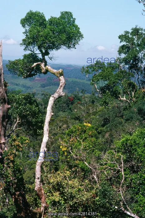 : RAINFOREST - at Perinet : RAINFOREST - at Perinet