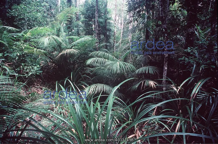 : RAINFOREST - Randanus and lawyer vine : RAINFOREST - Randanus and lawyer vine