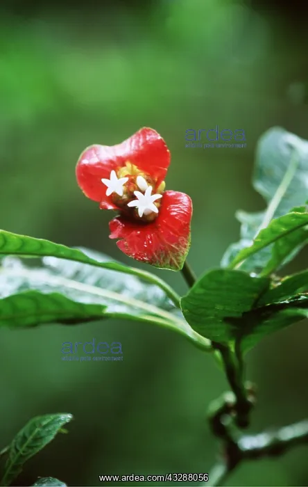 : RAINFOREST - Red Flower : RAINFOREST - Red Flower