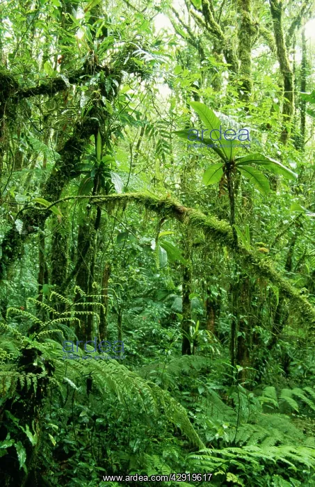 : Rainforest - Regenwald, Puntarenas : Rainforest - Regenwald, Puntarenas
