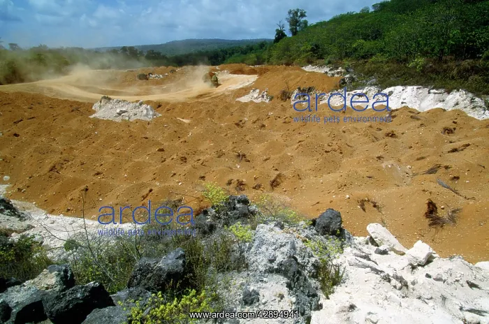 : Rainforest Rehabilitation - nursery rainforest : Rainforest Rehabilitation - nursery rainforest