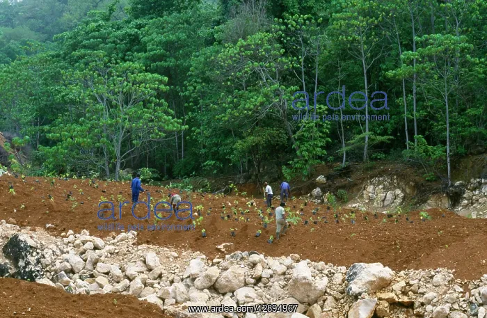 : Rainforest Rehabilitation - nursery rainforest : Rainforest Rehabilitation - nursery rainforest