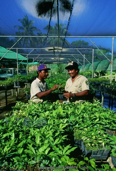 : Rainforest Rehabilitation - nursery rainforest : Rainforest Rehabilitation - nursery rainforest