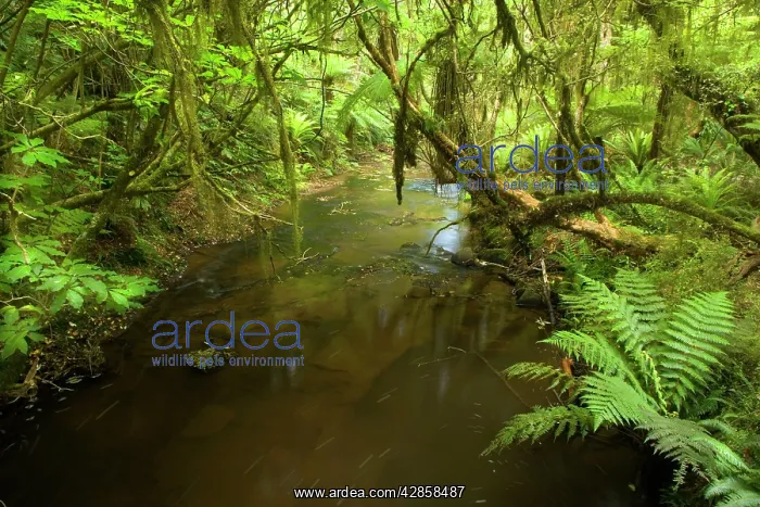 : Rainforest - river flowing through lush temperate : Rainforest - river flowing through lush temperate