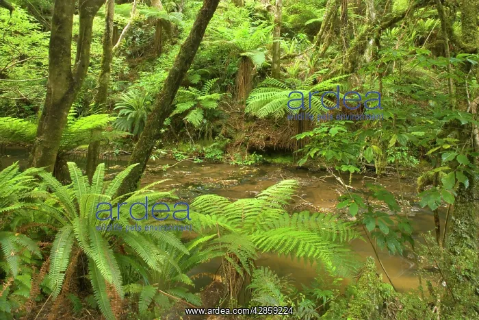 : Rainforest - river flowing through lush temperate : Rainforest - river flowing through lush temperate