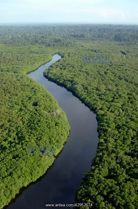 : Rainforest and a river near Sekong Bay, near Sandakan : Rainforest and a river near Sekong Bay, near Sandakan